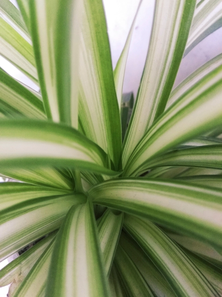 Free indoor green plant photo